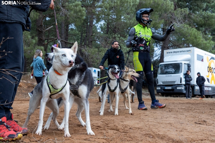 Campeonato de España de Mushing 2025./ Viksar Fotografía
