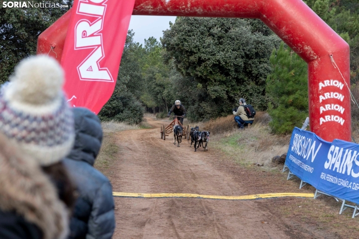Campeonato de España de Mushing 2025./ Viksar Fotografía