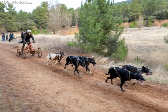 Campeonato de España de Mushing 2025./ Viksar Fotografía