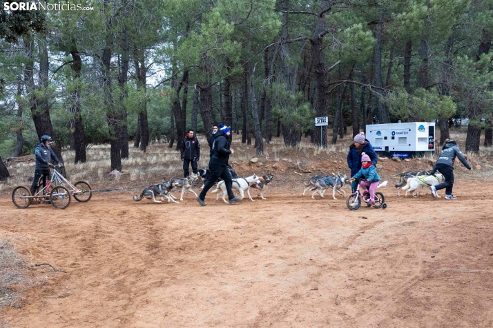 Campeonato de España de Mushing 2025./ Viksar Fotografía