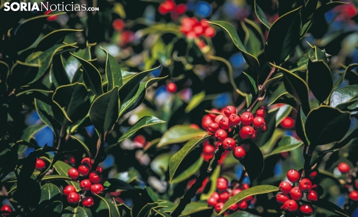Acebo de Garagüeta, el soriano 100%.