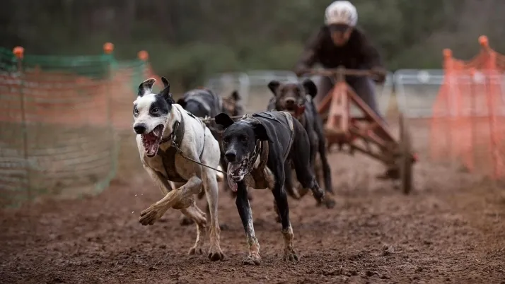 Foto 2 - Los deportistas sorianos brillan en el Campeonato nacional de Mushing celebrado en &Oacute;lvega