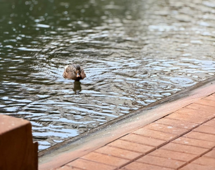 La escena en la que nadie levant&oacute; la mirada