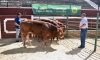 Cabezas de bovino en una feria ganadera de Soria. /EM