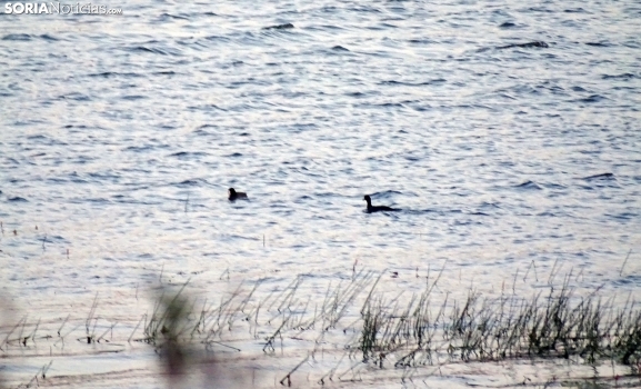 Ánades, grullas y avefrías centran la búsqueda del censo invernal en La Cuerda del Pozo