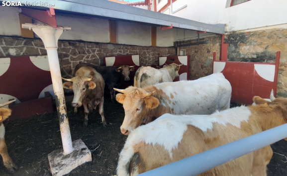 Prórroga medidas Dermatosis Nodular Contagiosa Castilla y León enero 2026