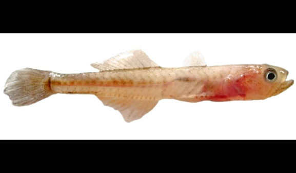 Acuisalinas, la empresa del chanquete de Soria, obtiene más de 900.000 &euro; de fondos europeos FEMPA