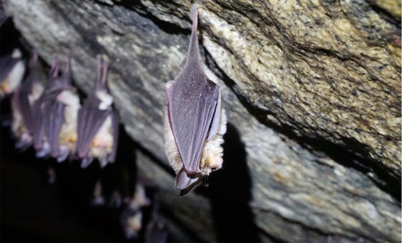 Patrimonio autoriza las obras en la iglesia de San Leonardo para proteger a los murciélagos