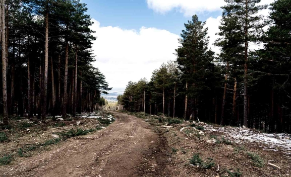 La Junta destina cerca de medio millón de euros a la mejora de los montes y pistas forestales de Soria
