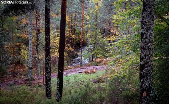Excluidas 56 hectáreas del monte Pinar y Labores en Tardelcuende
