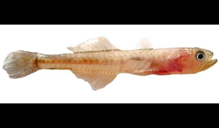 Acuisalinas, la empresa del chanquete de Soria, obtiene más de 900.000 &euro; de fondos europeos FEMPA