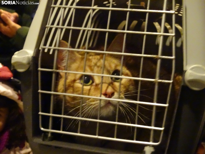 Una imagen de esta tarde de sábado. /PC