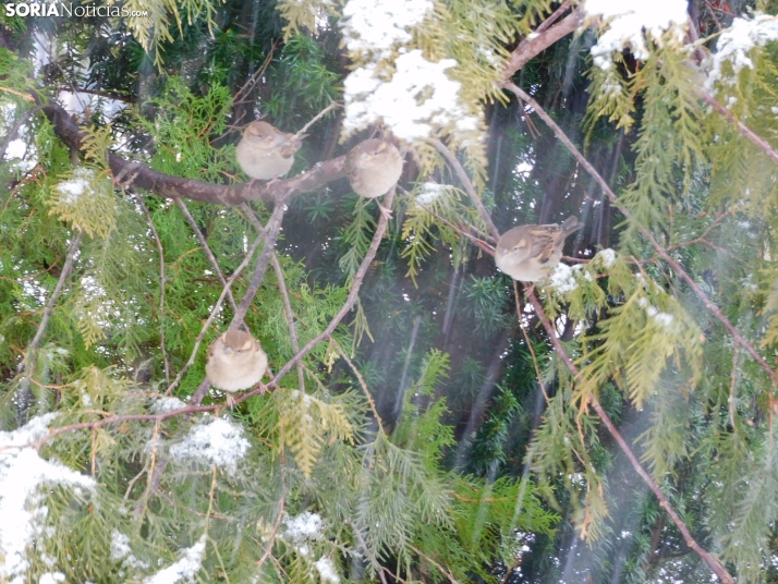 Una imagen de este mediodía en la capital soriana. /PC