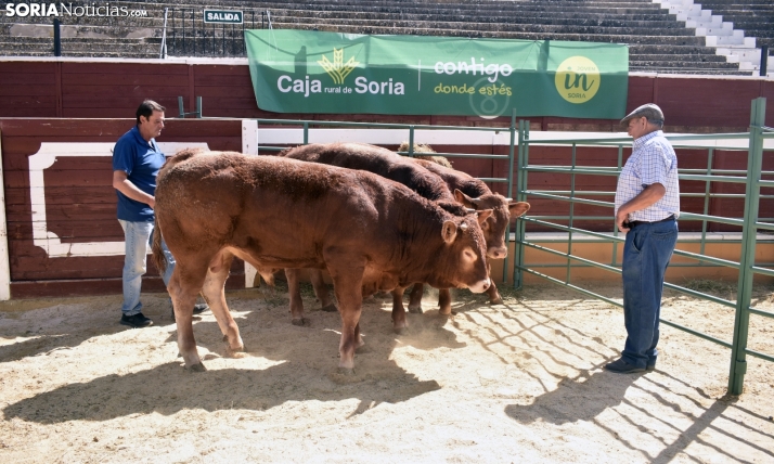 Castilla y León autoriza ferias de ganado bovino hasta marzo