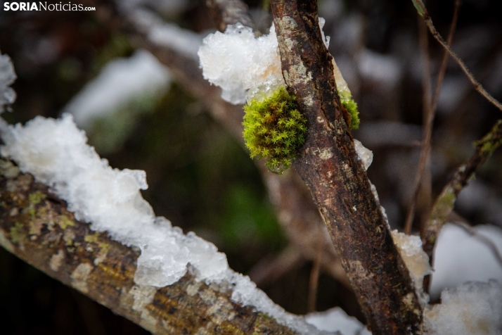 Nieve en El Chorrón