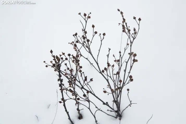 Nieve en El Chorrón