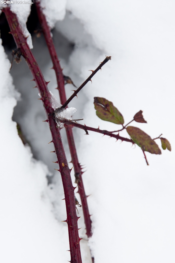 Nieve en El Chorrón