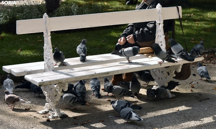 Licitada la contratación del método CER y la captura de aves en la capital