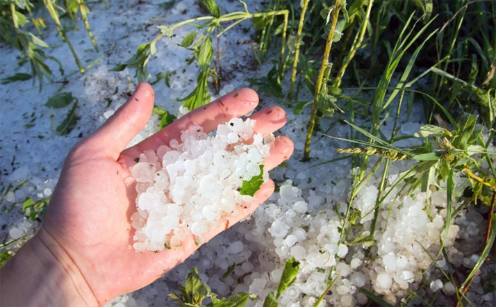 La siniestralidad del seguro agrario crece un 15% en 2025 por el pedrisco