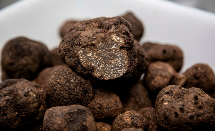 Trufforum 2026 lleva la trufa negra de Soria a Tokio por primera vez