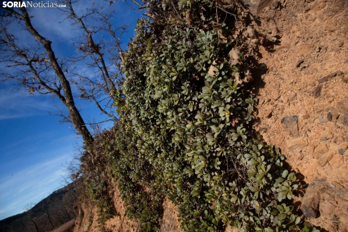 Un paseo fotográfico por Taniñe