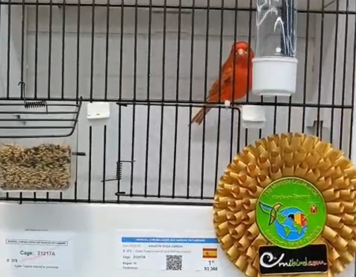 Los mejores canarios del planeta se crían en Soria: Agustín Egea se proclama campeón del Mundo de Ornitología con 5 de ellos