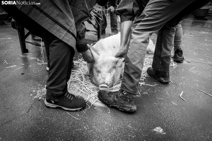 Matanzas del Virrey 2026./ Viksar Fotografía