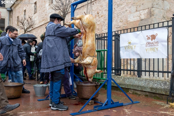 Matanzas del Virrey 2026./ Viksar Fotografía