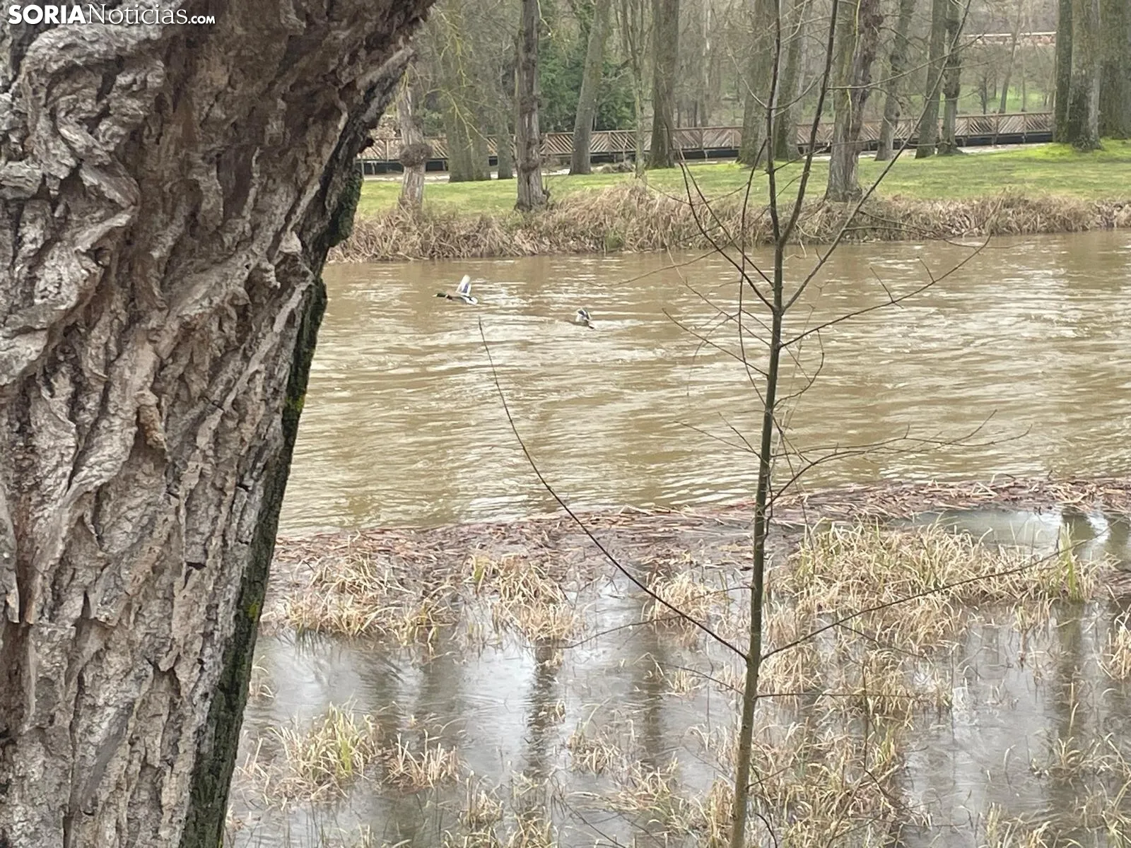 Foto 9 - Aumenta la preocupaci&oacute;n por posibles inundaciones en Soria: La Junta declara el nivel 2 ante el riesgo de las pr&oacute;ximas horas