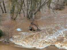 Estado del cauce en San Esteban de Gormaz. , Marcos de Marcos (IberianDrone).