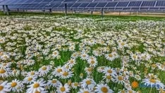 Foto 3 - Las Aldehuelas y el PEMA: escenarios ganadores del certamen de Solarig