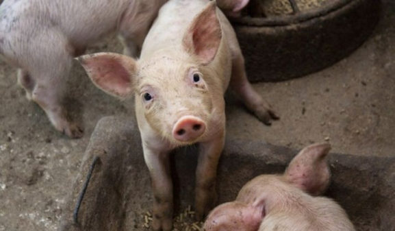 Medio Ambiente actualiza la autorización de una granja en Morón de Almazán