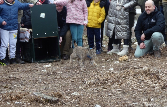 Liberados dos nuevos linces ibéricos en el Cerrato Palentino, del total de 9 ejemplares que se soltarán a lo largo de 2026