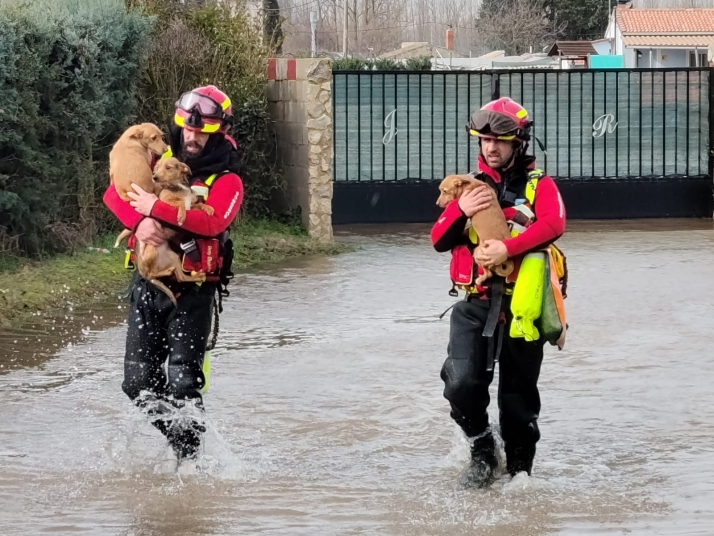 Los bomberos de Diputación rescatan con vida a cinco perros atrapados por el agua en Almazán