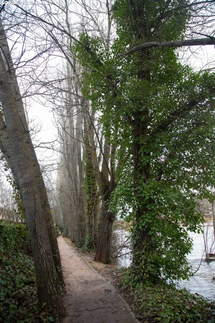 Crecida del Duero 12 febrero en Soria 