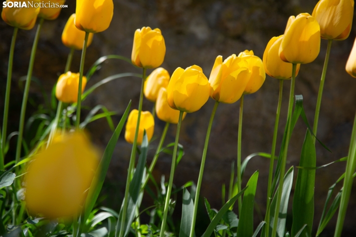 Soria da la bienvenida al fin de semana con sol y con máximas de hasta 16 grados