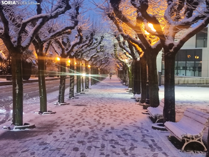 Soria nevada. 