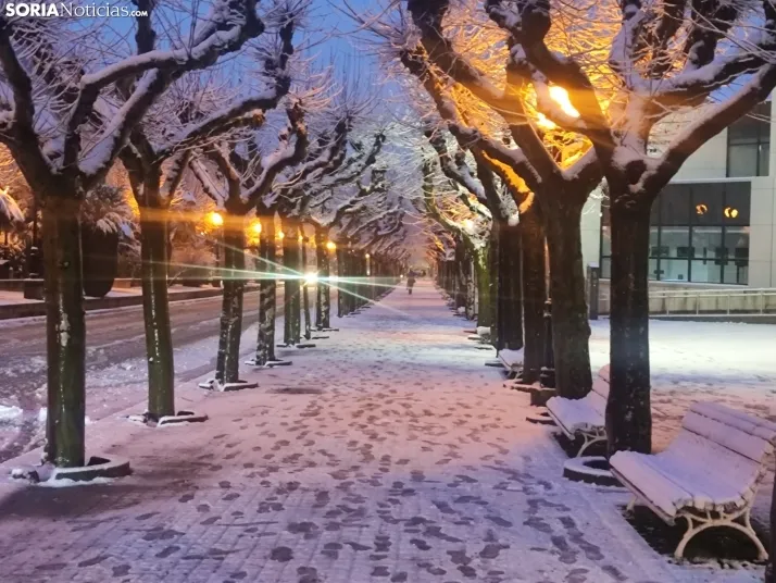 Soria nevada. 