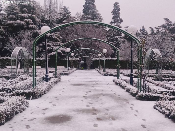 Soria nevada. 
