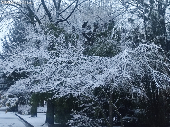 Soria nevada. 