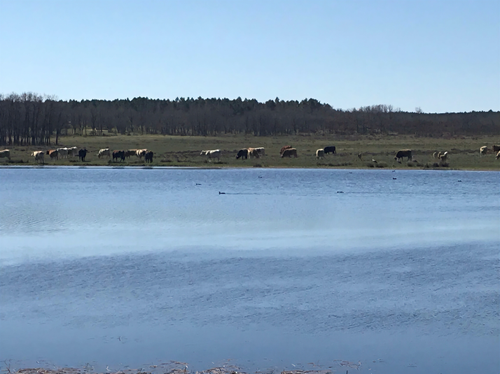 Ruta: Las tres lagunas de Rabanera del Campo