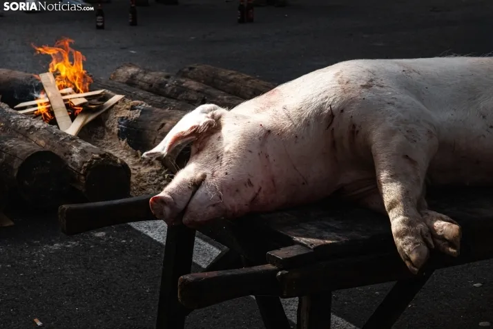 Matanza San Leonardo./ Viksar Fotografía
