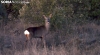 Una corza en las inmediaciones del Madero. /PC