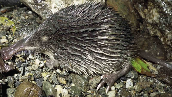 Modificación del contrato para conservar el desmán ibérico en Soria