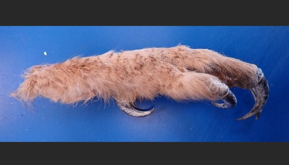 La Guardia Civil detiene a dos vecinos de Pamplona portando una garra de búho real