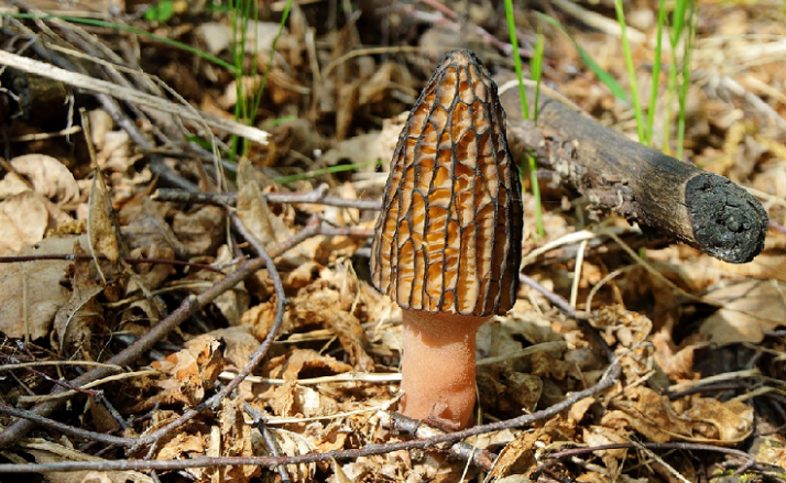 Setas de primavera en Soria: Todas las joyas de la provincia, desde la colmenilla hasta el Coprinus comatus