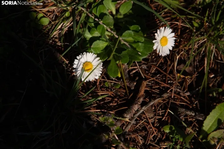 Galería Primavera