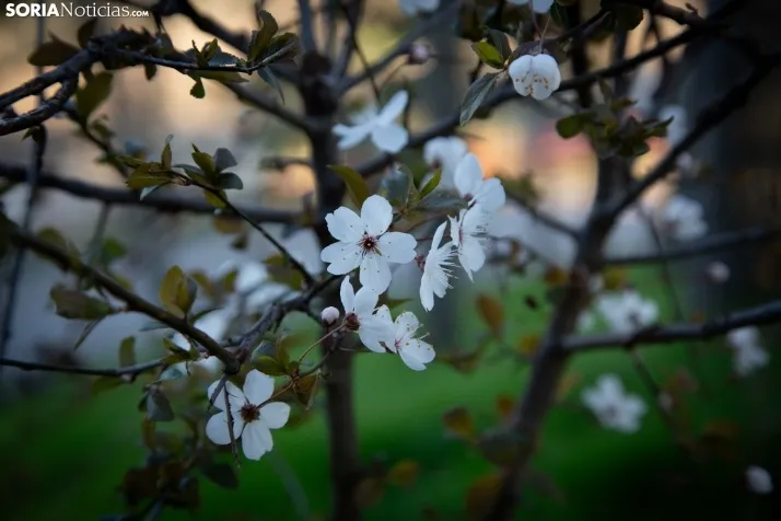 Galería Primavera