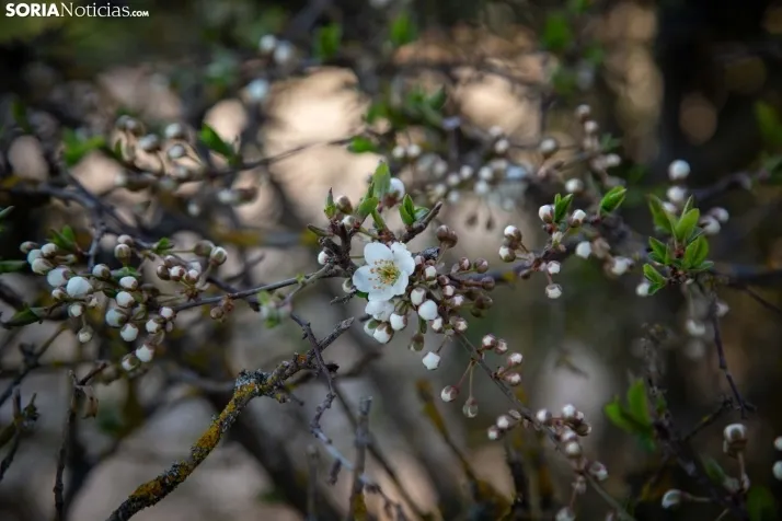 Galería Primavera