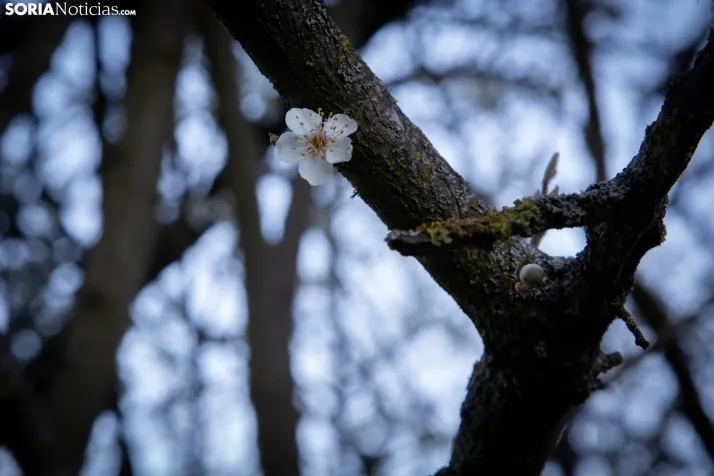 Galería Primavera